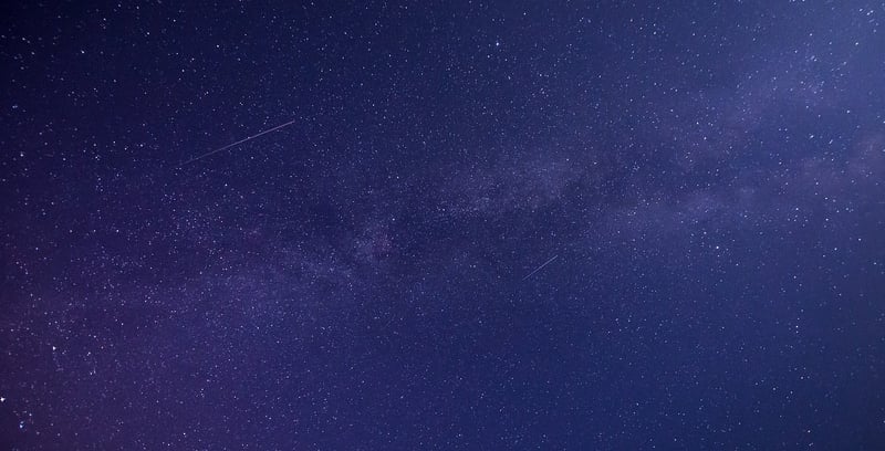 Starlit Forest